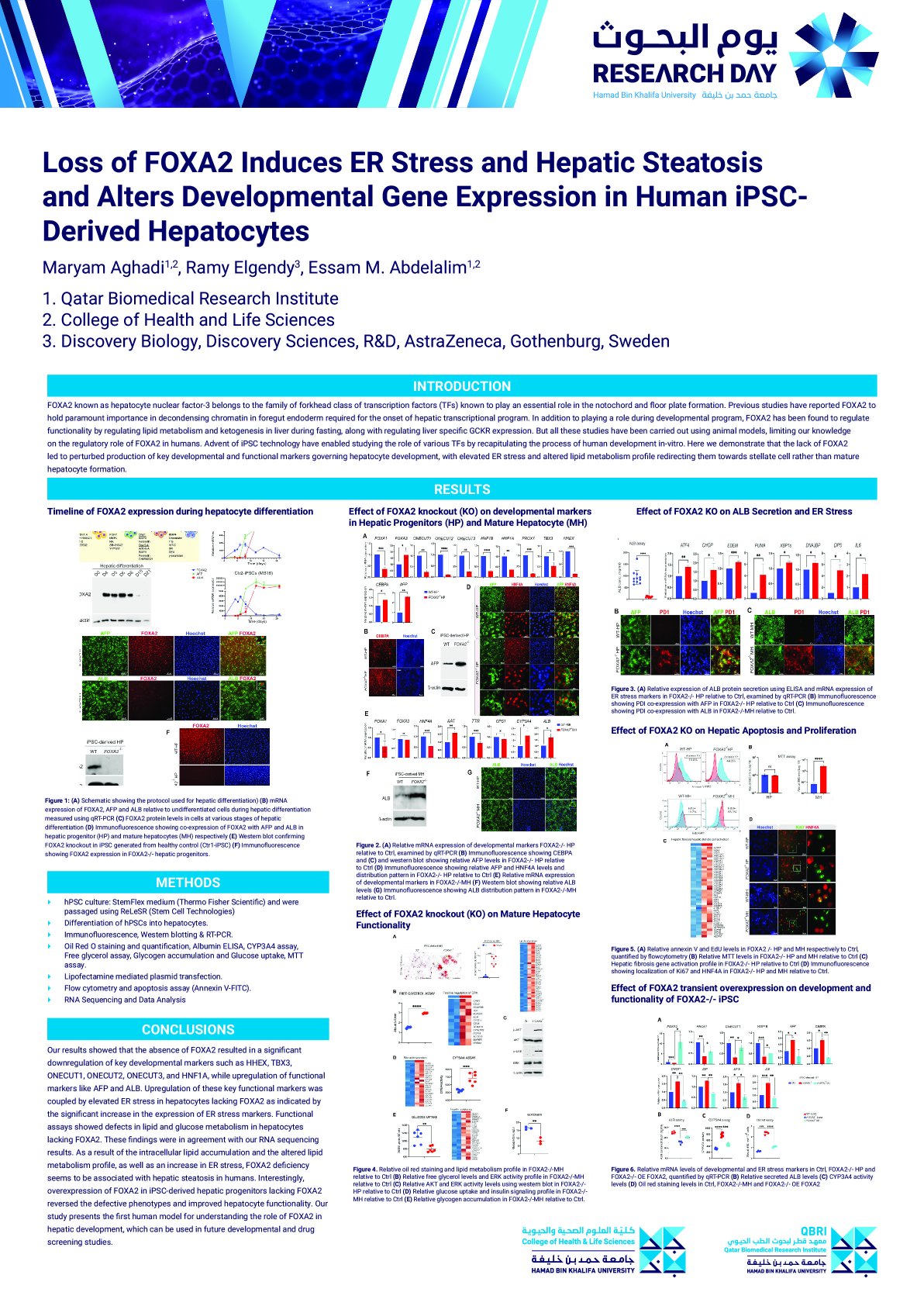 Loss of FOXA2 Induces ER Stress and Hepatic Steatosis and Alters Developmental Gene Expression in Human iPSC-Derived Hepatocytes